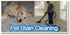 pet-stain-cleaning